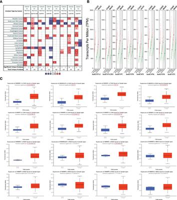 The hnRNPK/A1/R/U Complex Regulates Gene Transcription and Translation and is a Favorable Prognostic Biomarker for Human Colorectal Adenocarcinoma